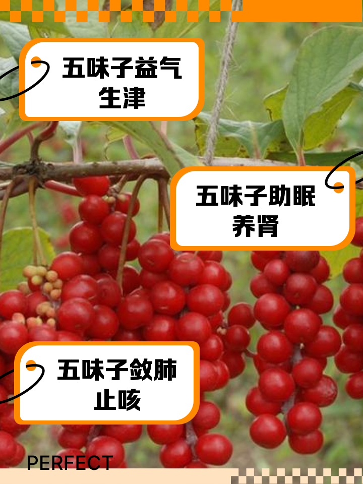 五味子的功效作用_(酸枣仁天麻五味子的功效作用)