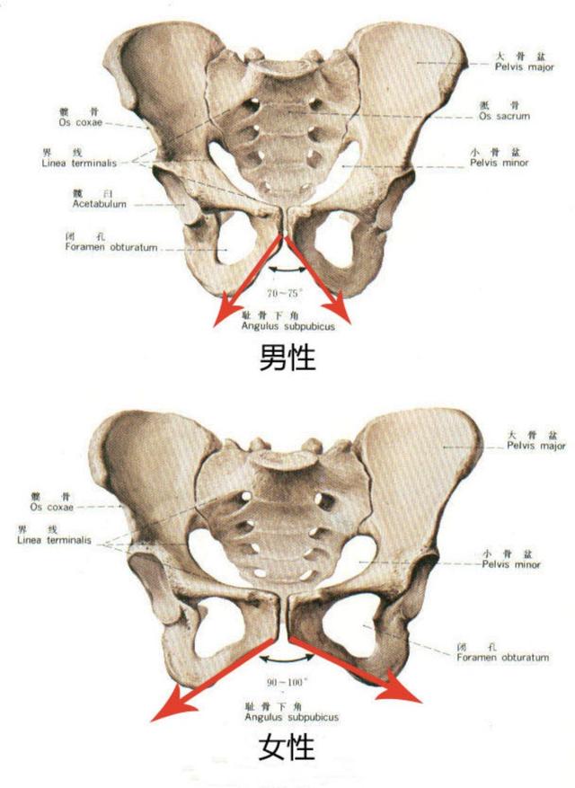骨盆内测量_(骨盆内测量视频教程)