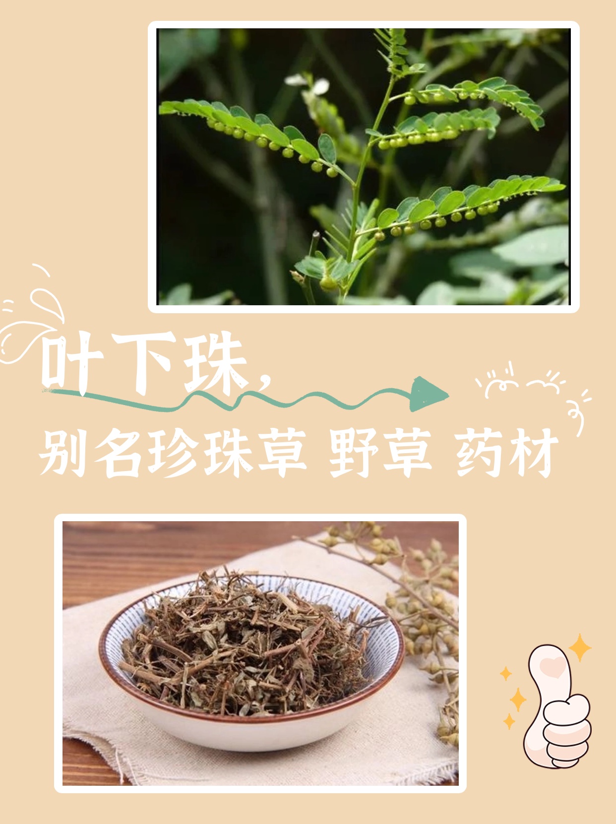 后下的中药有哪些(先煎后下的中药列表)