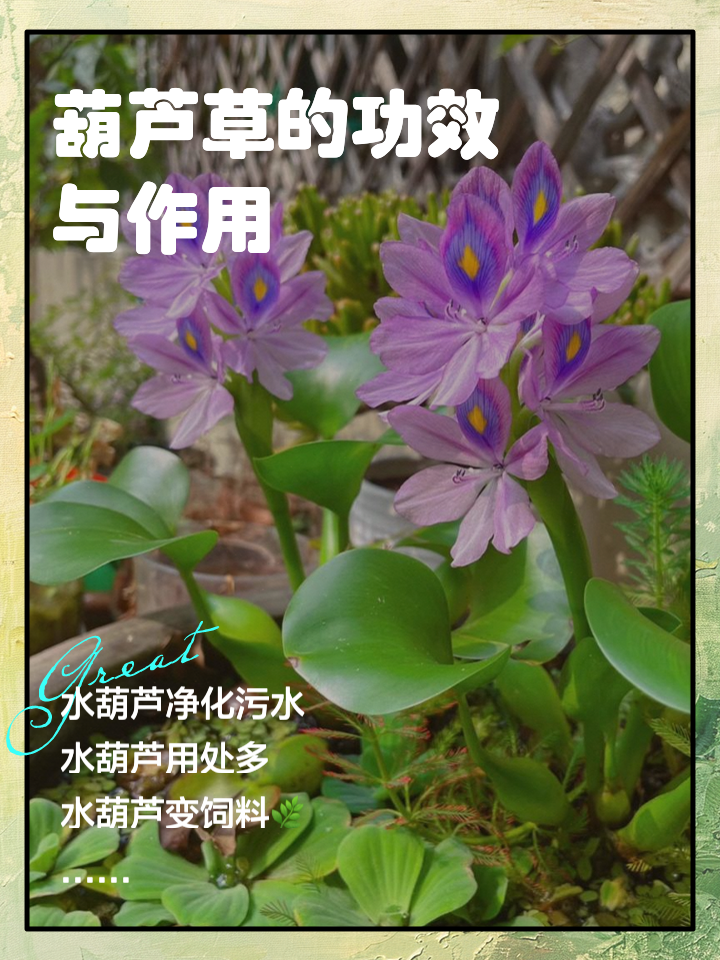 葫芦的用处-(葫芦的用处图片简笔画)