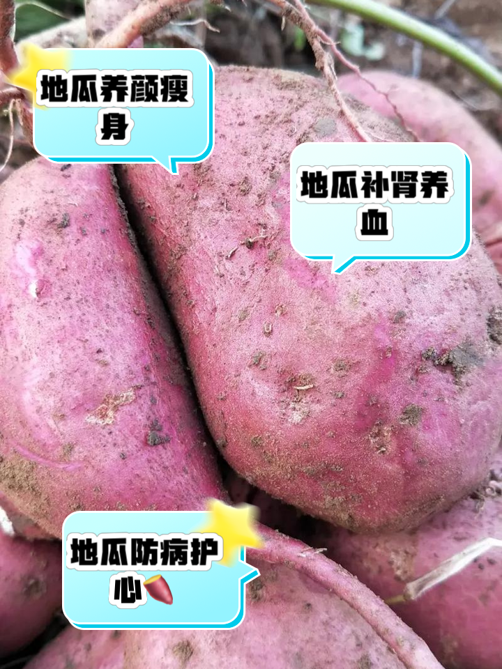 地瓜的好处_(一天一个地瓜的好处)