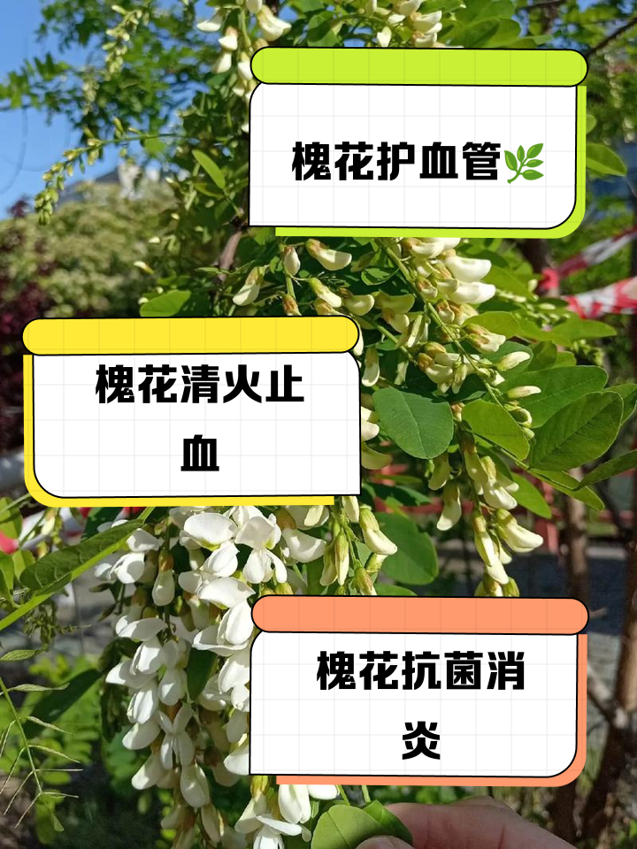 槐花功效-(地榆炭槐花功效)