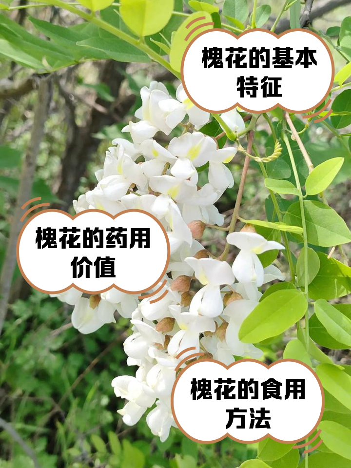 槐花功效-(地榆炭槐花功效)