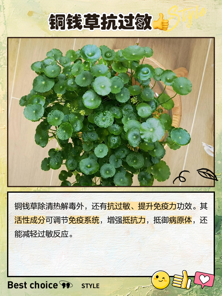 铜钱草功效(铜钱草能治什么病)