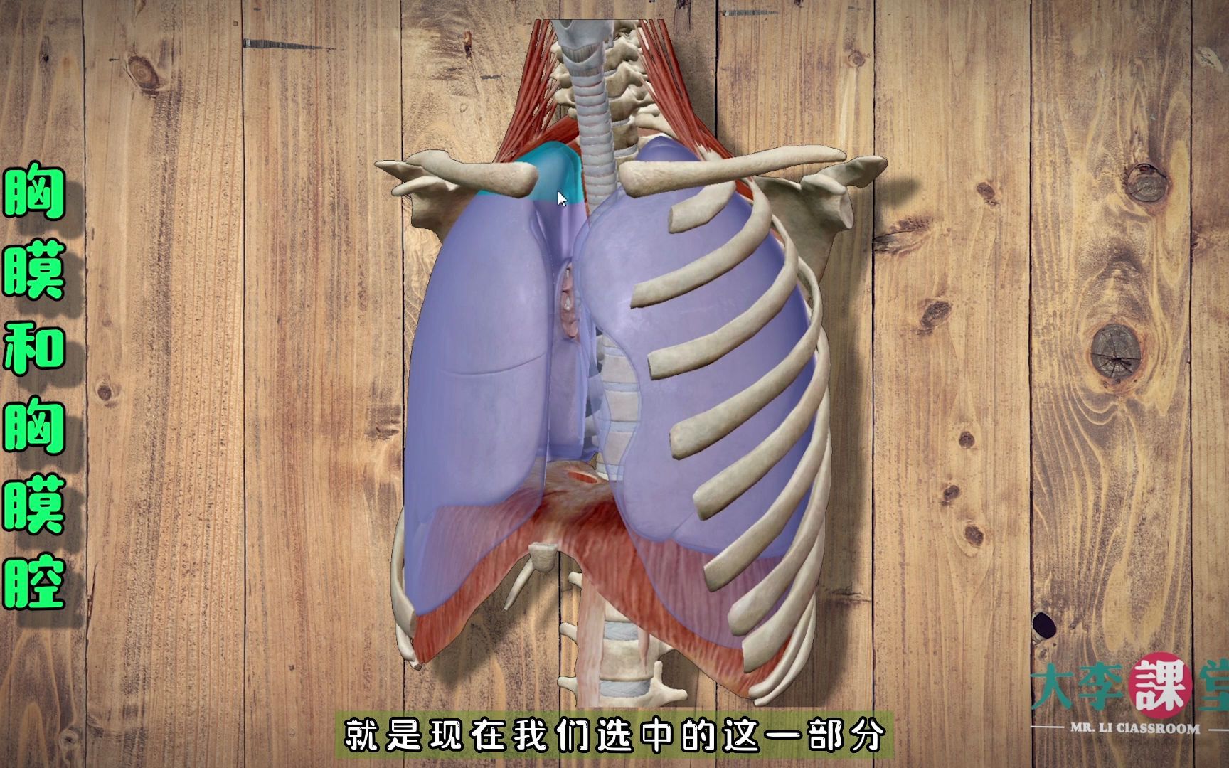 胸膜腔位于-(胸膜腔位于什么位置)