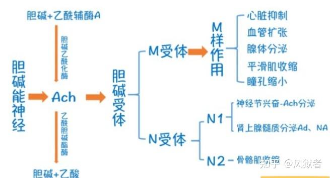 胆碱能危象(胆碱能危象和肌无力危象区别)