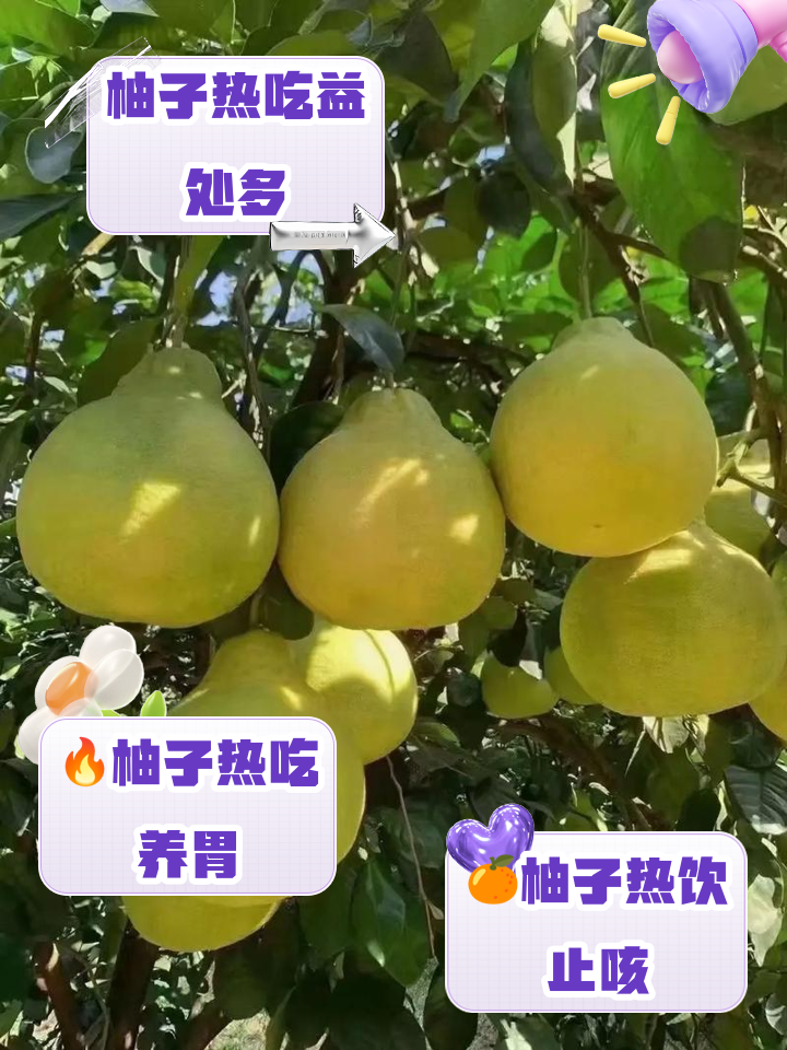 柚子上火还是下火_(柚子上火的么)