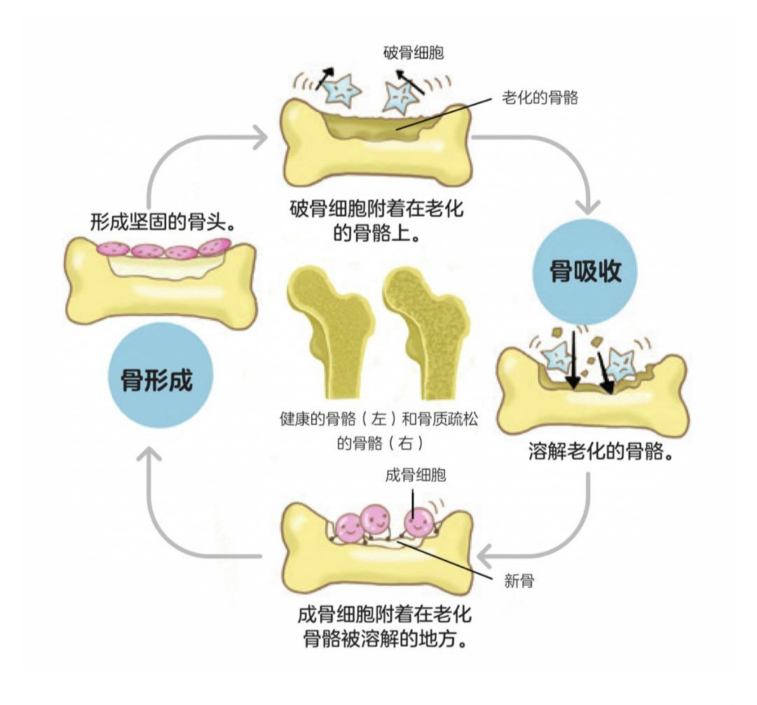骨骼的作用是什么(骨骼的作用是什么,四年级)