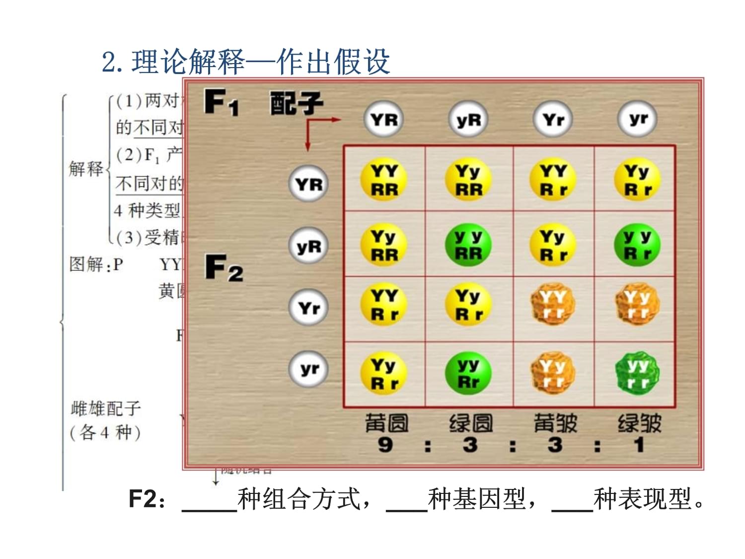 基因自由组合定律-(基因自由组合定律发生在什么时候)