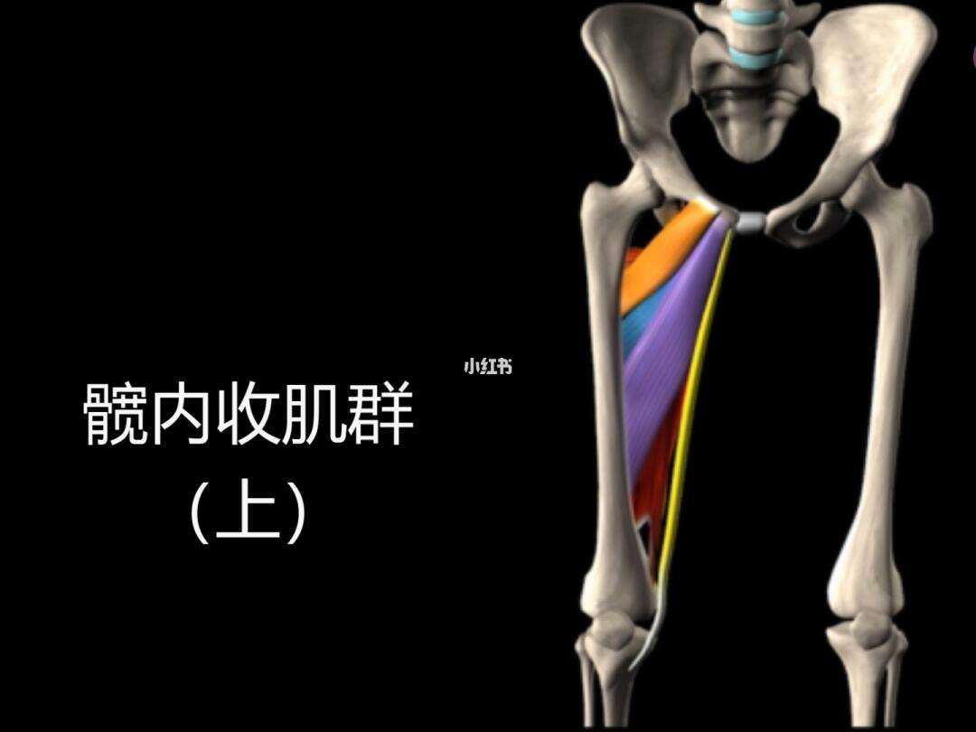 内收肌群_(肩胛内收肌群)