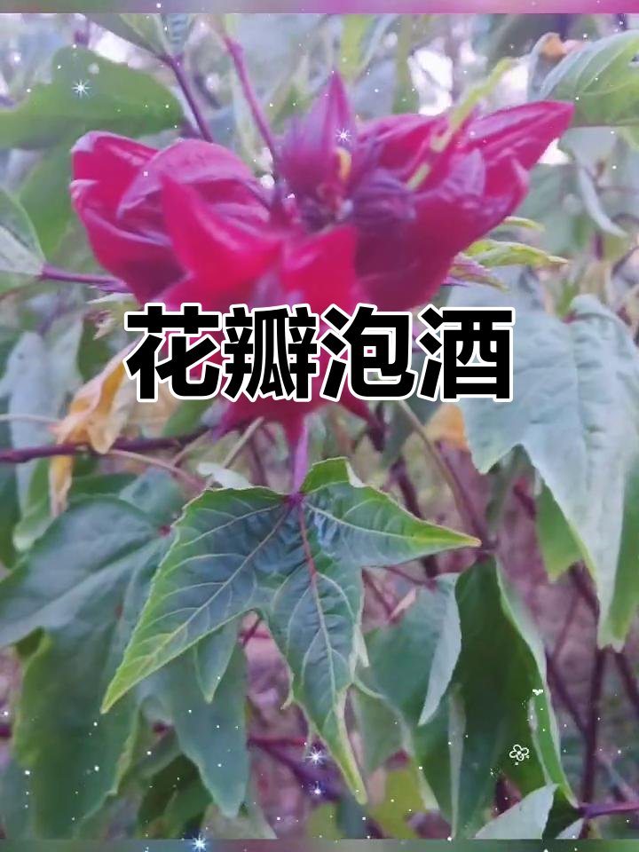 洛神花泡酒(洛神花泡酒喝有什么好处和功效)