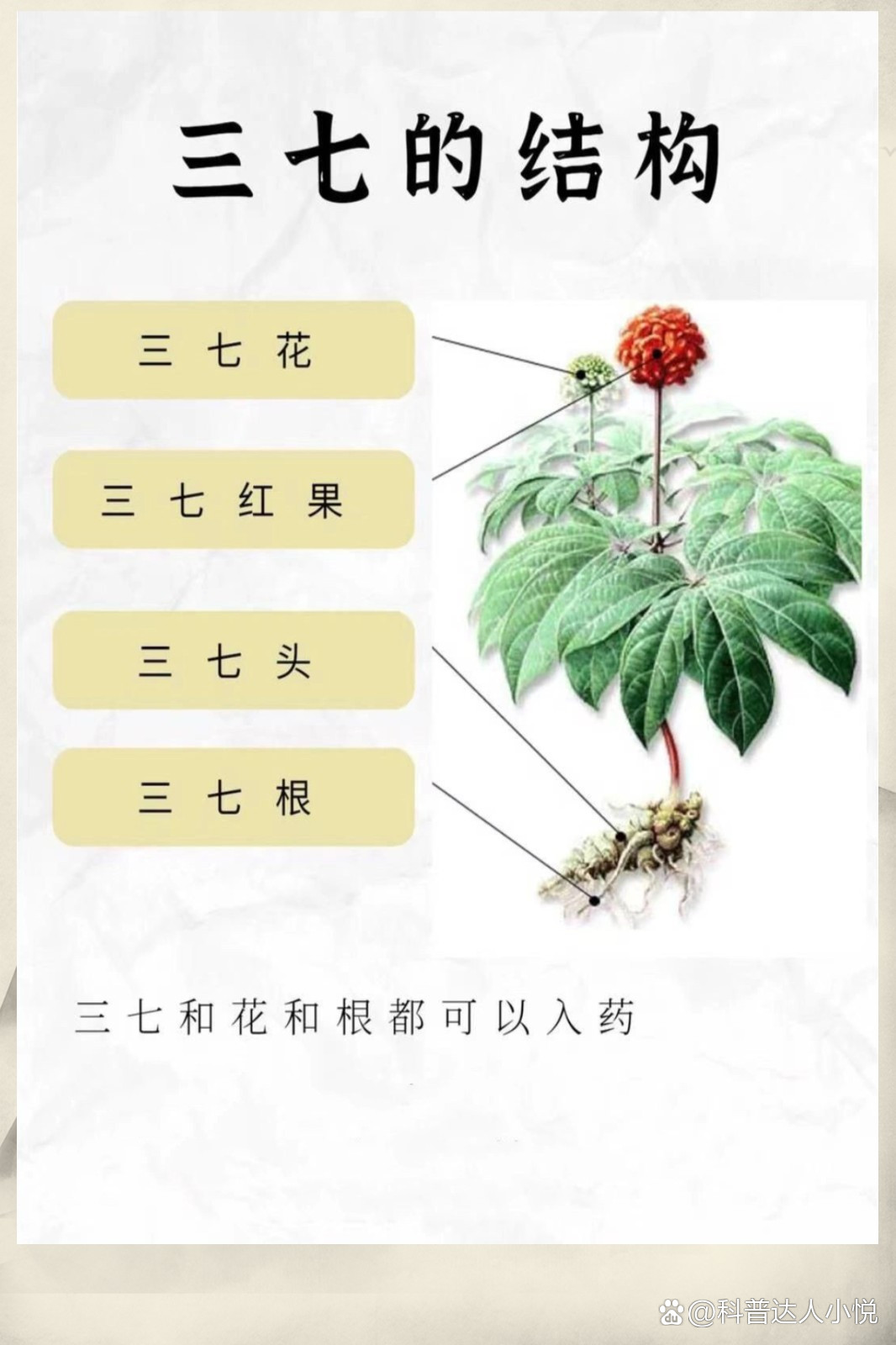 三七是田七吗-(三七是田七吗求解答)