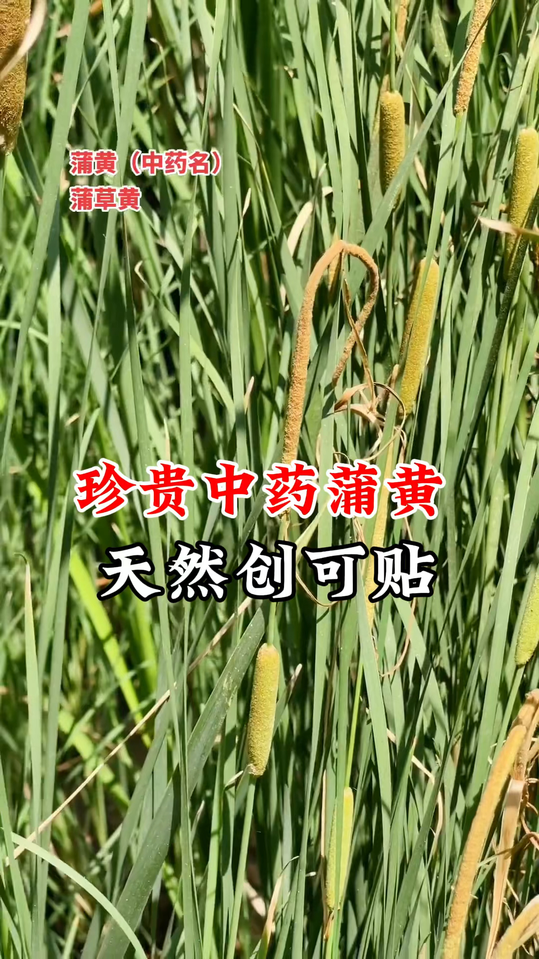 蒲黄的功效(三七蒲黄的功效)
