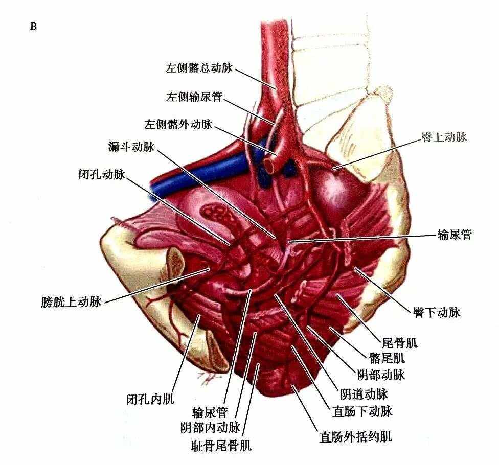 子宫动脉来自-(子宫动脉来自于哪个动脉)