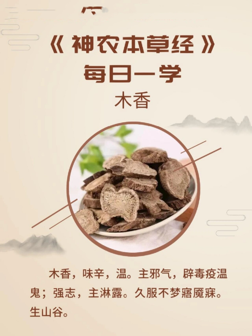 木香功效与作用(砂仁的功效与作用)
