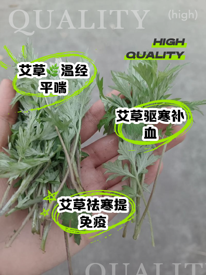 艾草能治风湿吗-(女性类风湿一般三处疼)