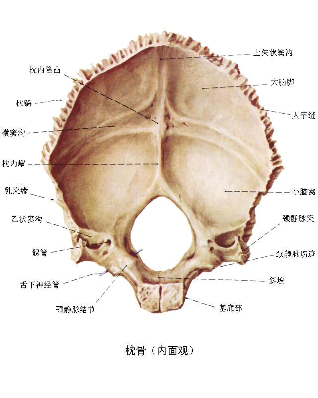 属于脑颅骨的是_(属于脑颅骨的是哪个骨)