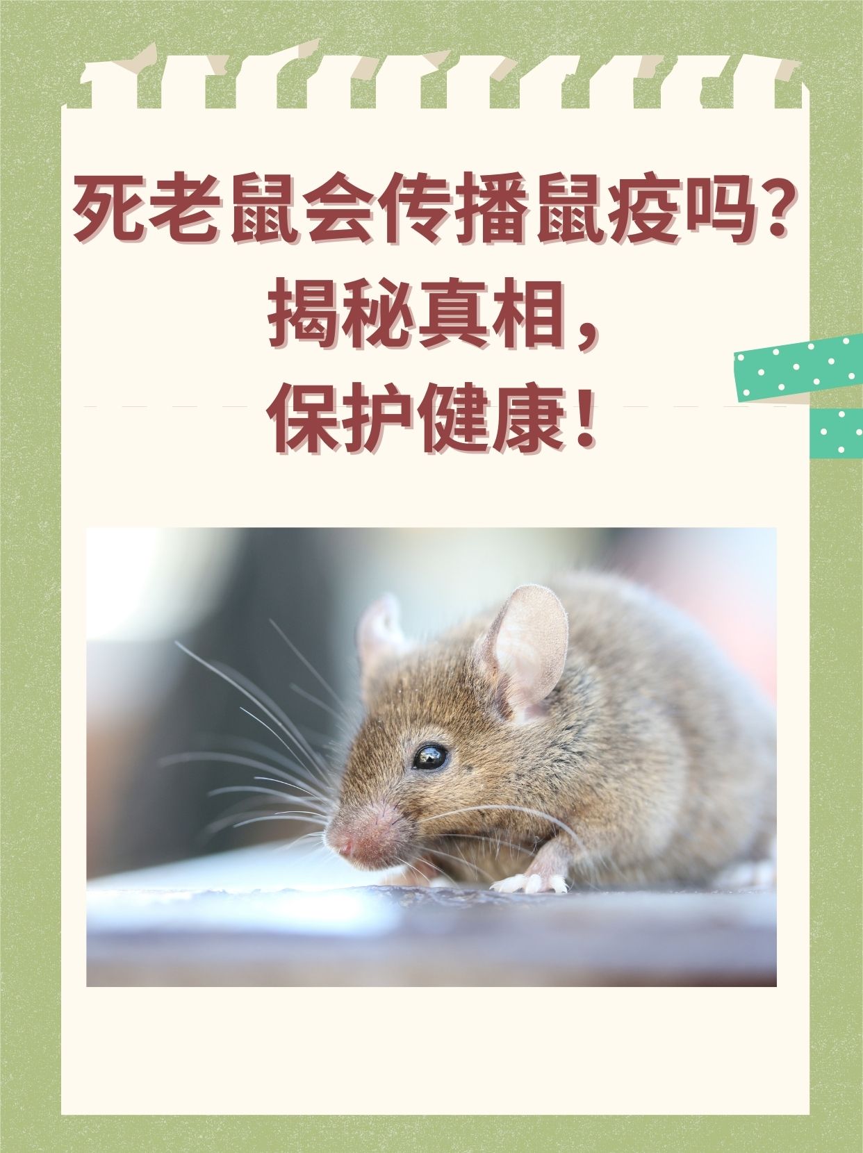 鼠疫传播途径_(鼠疫传播途径图片)