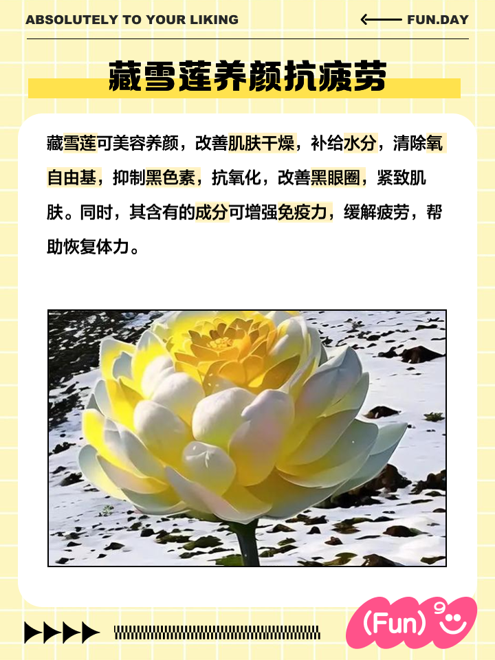 雪莲花的功效-(雪莲花的功效是驱寒治疗关节炎的)