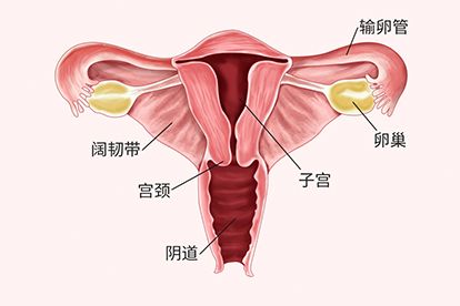女性尿道多长-(女性尿道多长为标准护理)