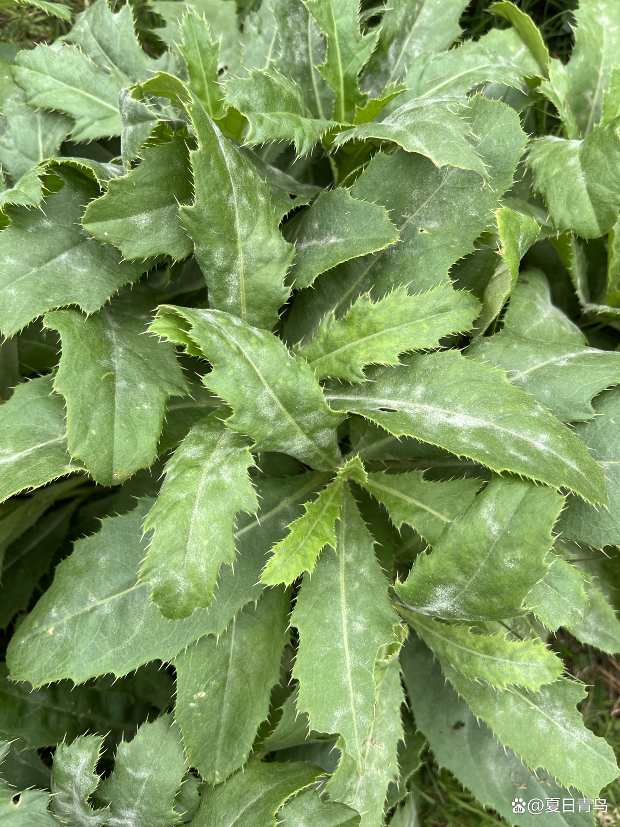 奶蓟草怎么读(奶蓟草怎么读?)