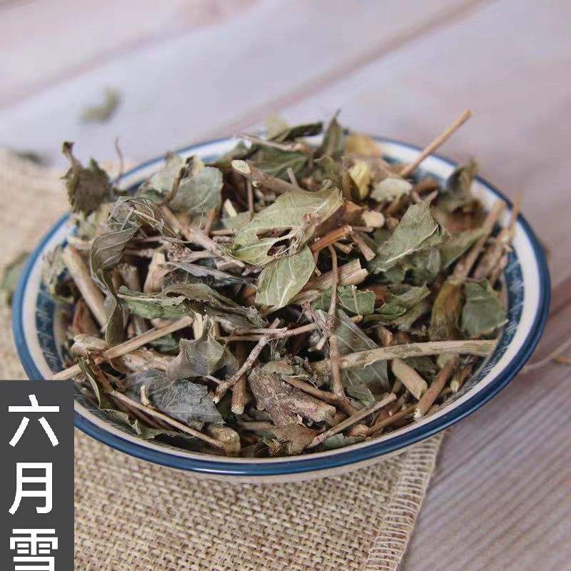 六月雪的别名(六月雪的别名有哪些)
