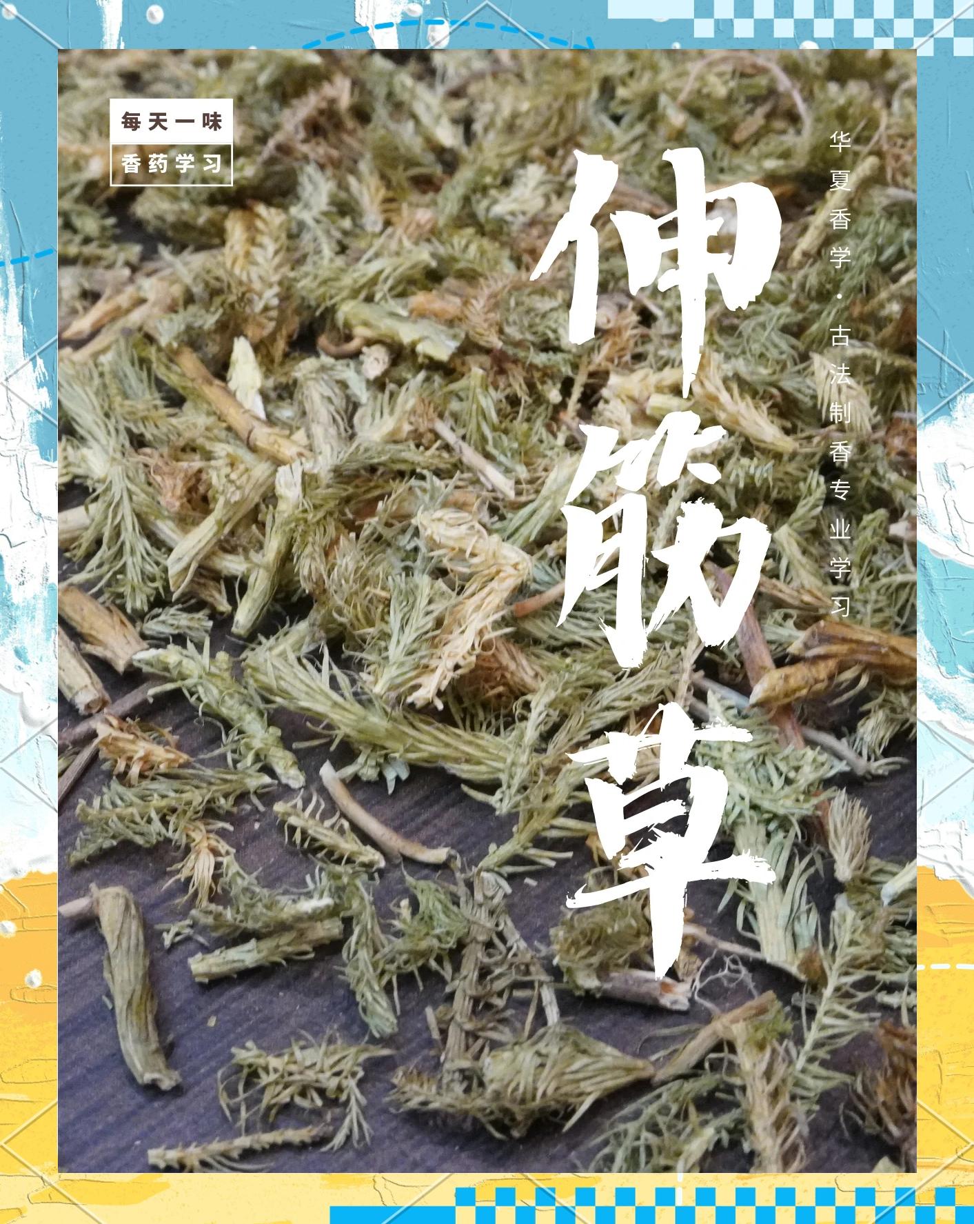 舒筋草_(舒筋草图片与功效)