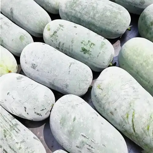 孕妇可以吃冬瓜吗(孕妇可以吃冬瓜吗,对胎儿好吗)