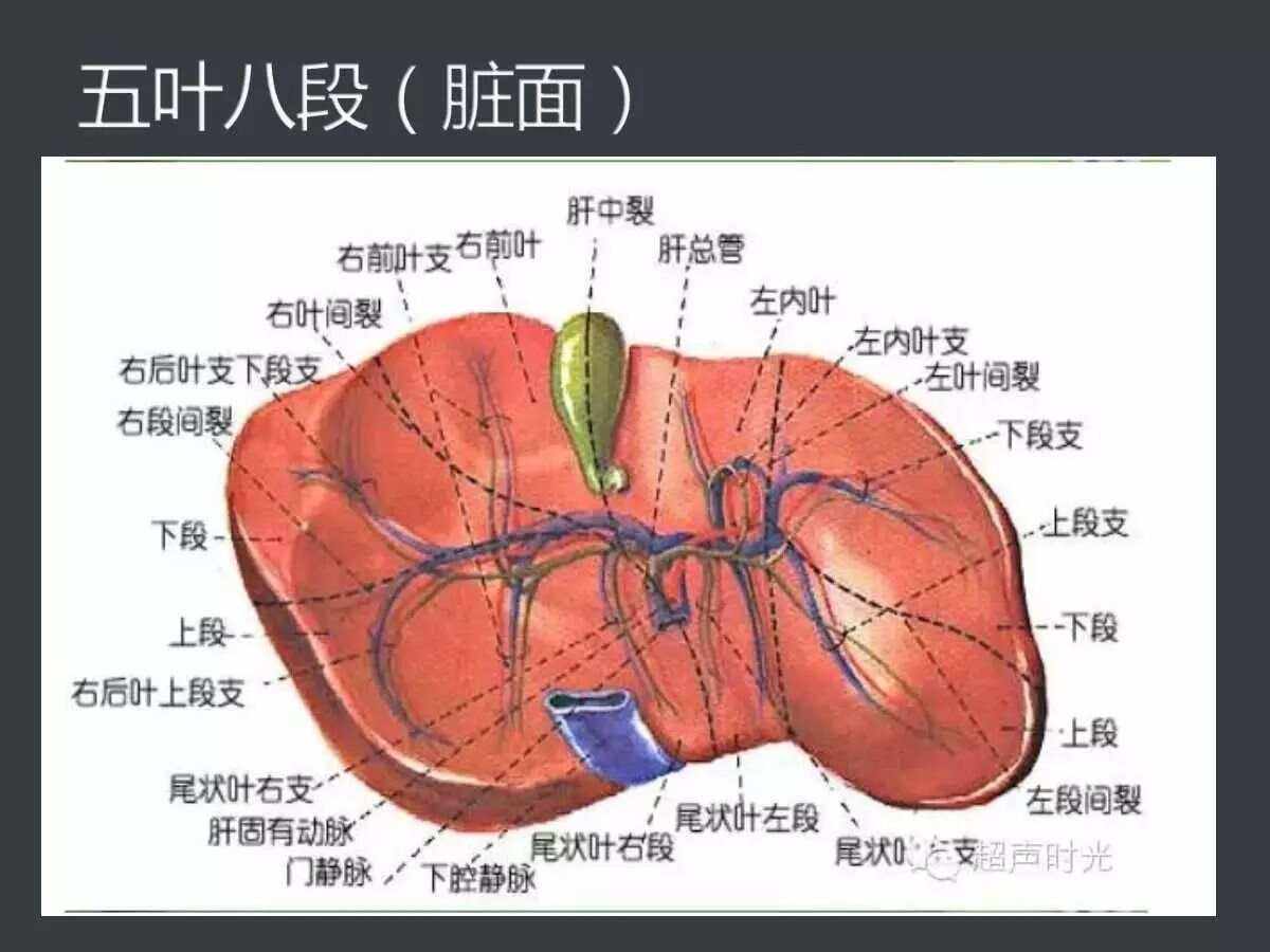 肝有几叶_(肝有几叶,左三页还是左边两页)